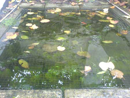 Pond on 31st October 2006